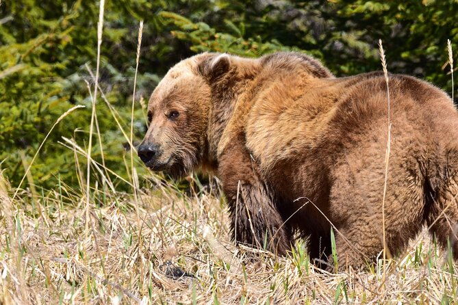 alaska-bear-viewing-adventure-from-seward
