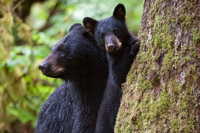 alaskan-bear-encounter-by-land-sea-2