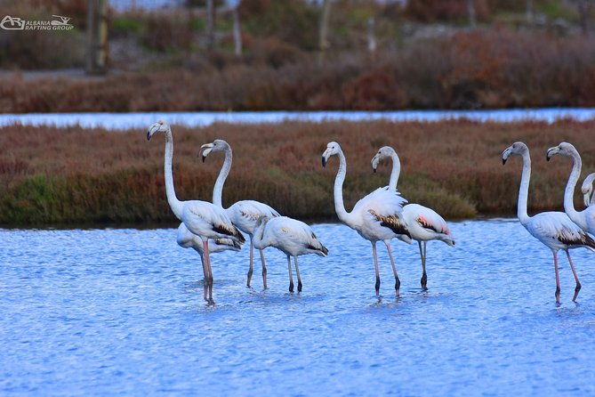 albania-birdwatching-kayaking-bicycle-national-park-divjaka-karavastaarg