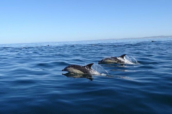 algarve-dolphin-watching-marine-life-eco-tour-2