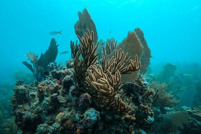 all-inclusive-beach-snorkel-boat-tour-to-icacos-island