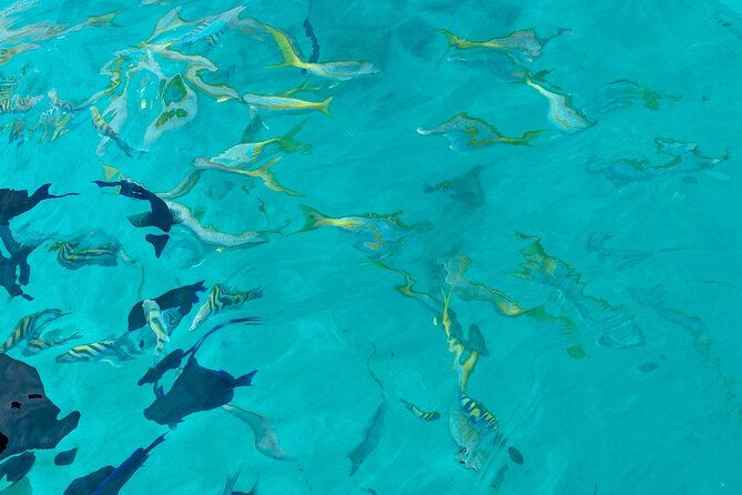all-inclusive-private-charter-to-icacos-or-palomino-islands