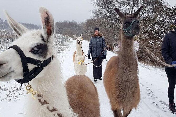 alpaca-and-llama-hike-moedling-near-vienna