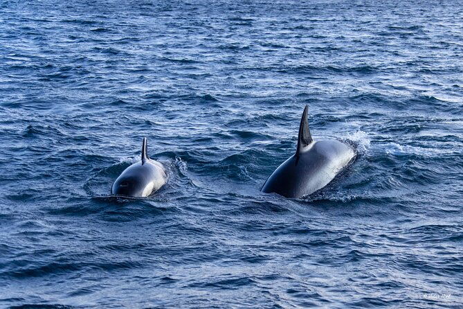 alta-fjord-whale-watching-on-a-heated-boat