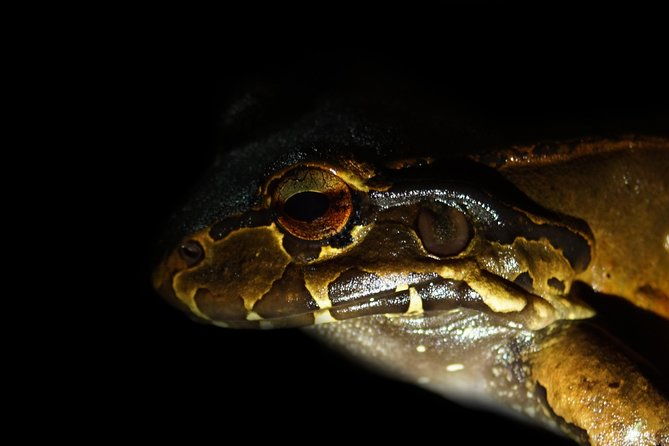 amazing-red-eyed-frog-night-walk-la-fortuna