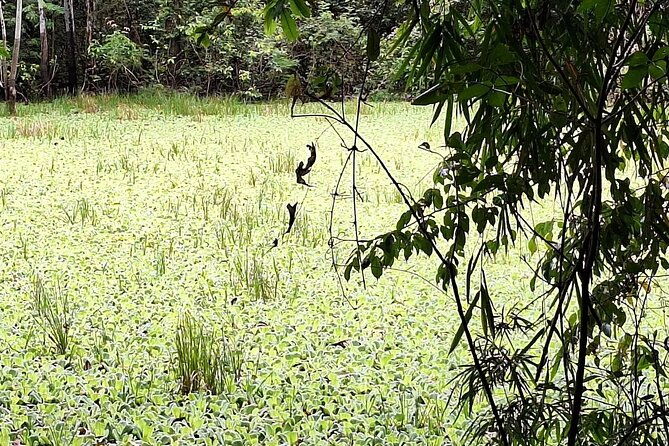 amazon-untamed-expedition-3-days-and-2-nights-pacaya-samiria