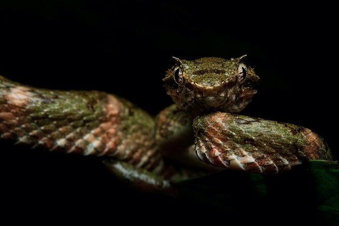 arenal-rain-forest-night-tour