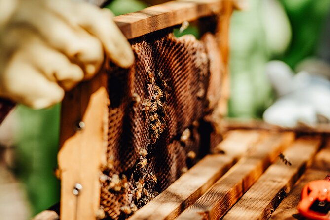 arubas-bee-haven-private-adventure