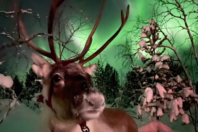 aurora-hunting-with-reindeer-caravan