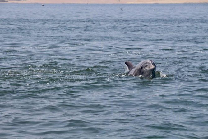 ballestas-islands-group-tour-from-paracas