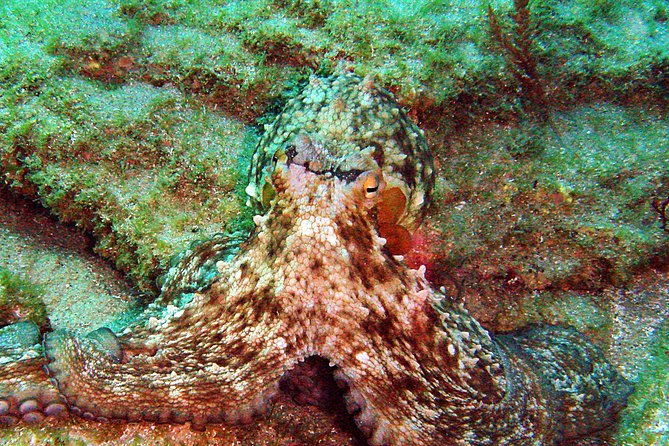 baptism-of-diving-in-the-natural-park-of-the-strait