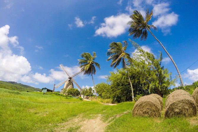 barbados-island-tour-monkey-feeding-swimming-with-the-turtles