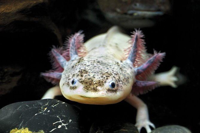 barcelona-city-tour-hop-on-hop-off-and-aquarium