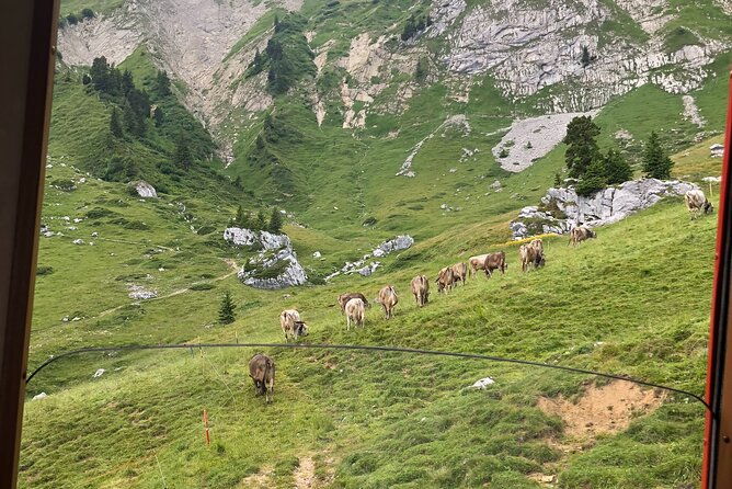 basel-private-tour-mt-pilatus-and-cruise-on-lake-of-lucerne-2