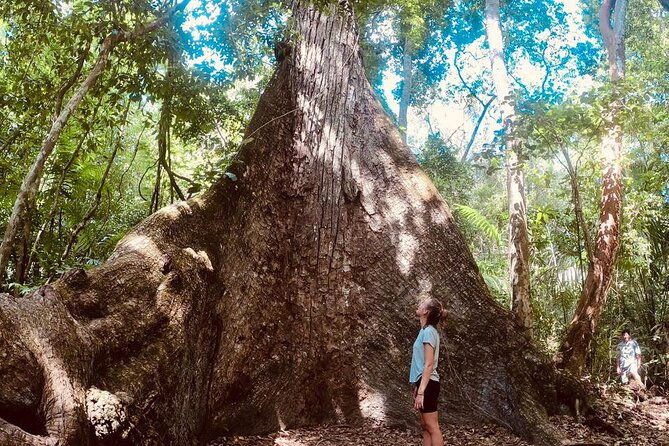 basic-tour-to-tikal-includes-transportation-and-guide-service
