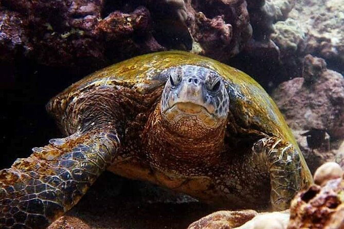 beach-snorkel-sea-turtle-and-black-sand-lagoon