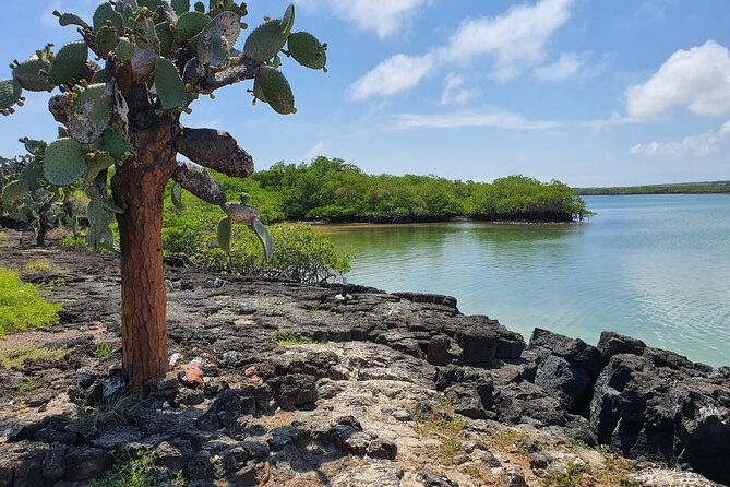 beach-wildlife-and-snorkel-adventure-with-underwater-specialist