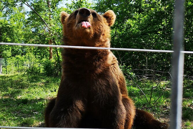 bear-sanctuary-bran-castle-rasnov-fortress-tour-from-brasov-2