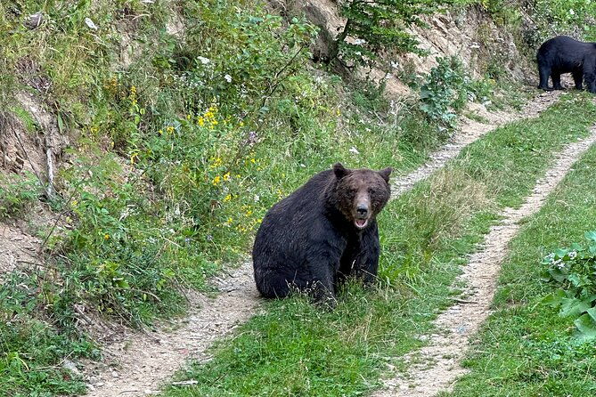 bear-watching-in-brasov-observe-wild-bears-from-a-hideout