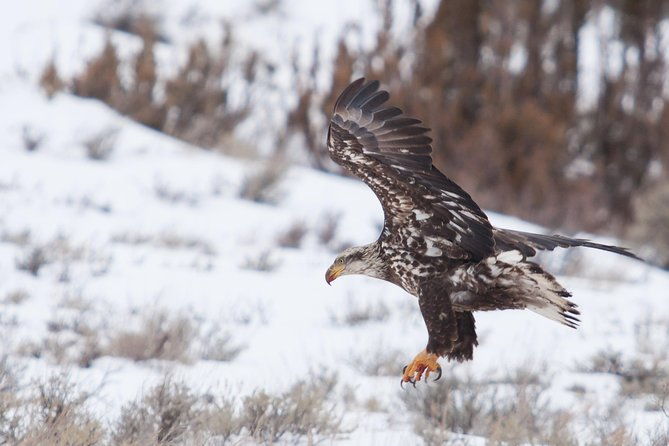 best-of-jackson-hole-wildlife-private-safari-tour