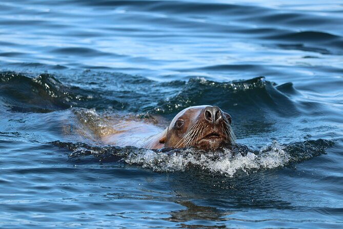 best-whale-watching-and-wildlife-shore-excursion-in-sitka