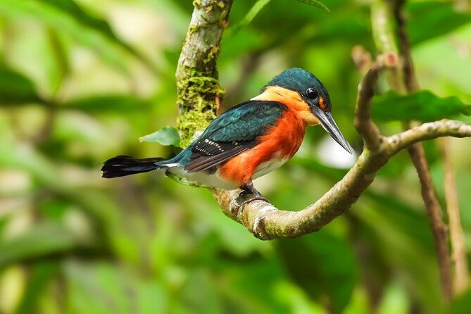 bijagua-upala-rainforest-trails-sloths-birds-and-others