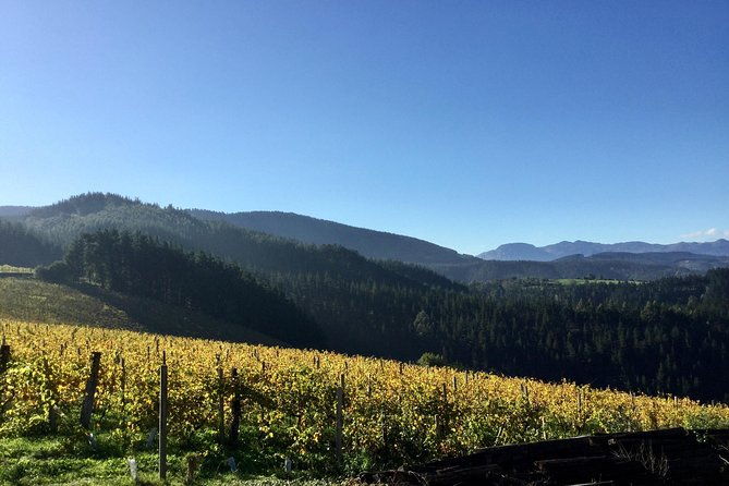 bilbao-txakoli-wine-tour