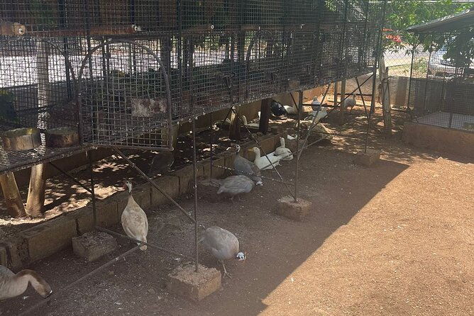 bird-aviary-shopping-beach-day-out-in-montego-bay