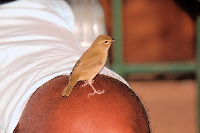 bird-feeding-sanctuary-montego-bay-highlights-and-columbus-park-day-adventure