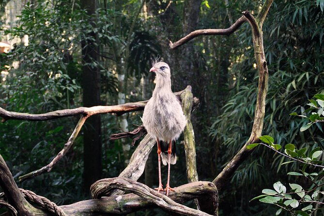 bird-park-general-admission-ticket-and-tour