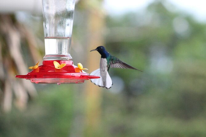 bird-watching-and-wildlife-tour