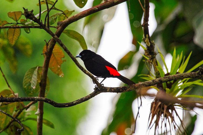 bird-watching-tour-arenal-mundo-aventura