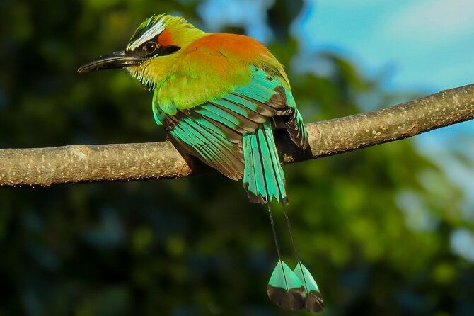 bird-watching-tour-in-carara-national-park
