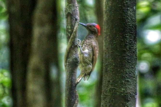 bird-watching-tours