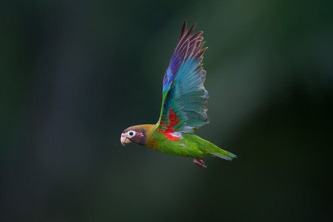 birding-the-monteverde-cloud-forest