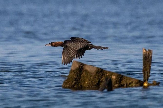 birdwatching-by-boat-in-a-small-group-in-the-pialassa-baiona