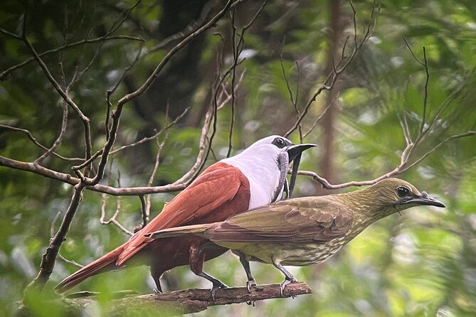 birdwatching-half-day-tour-between-clouds-and-forest-in-monteverde