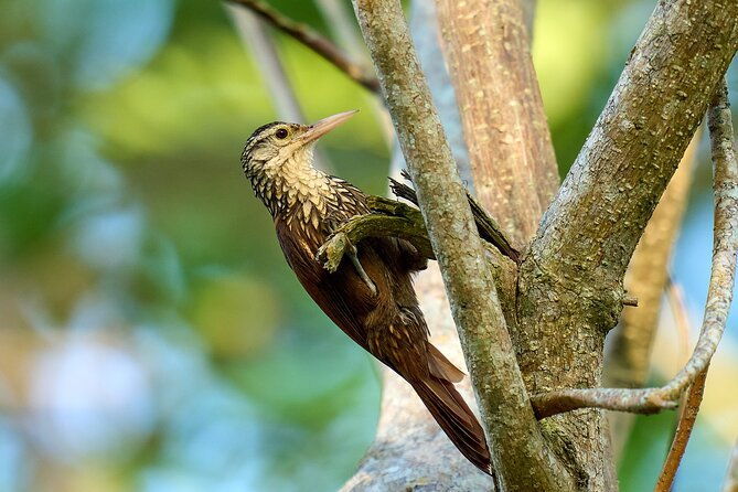 birdwatching-in-a-private-nature-reserve