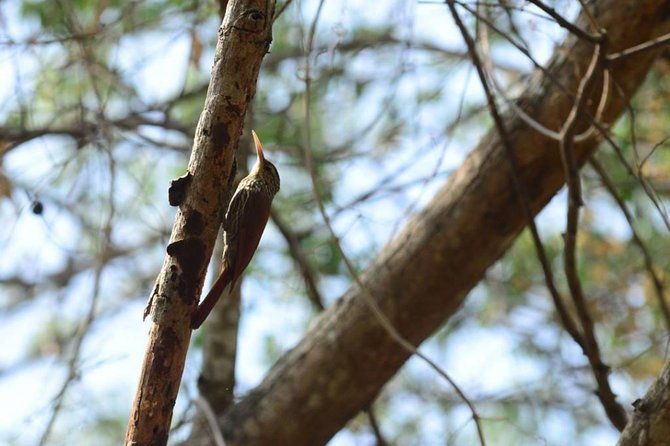 birdwatching-in-cerro-blanco-from-guayaquil