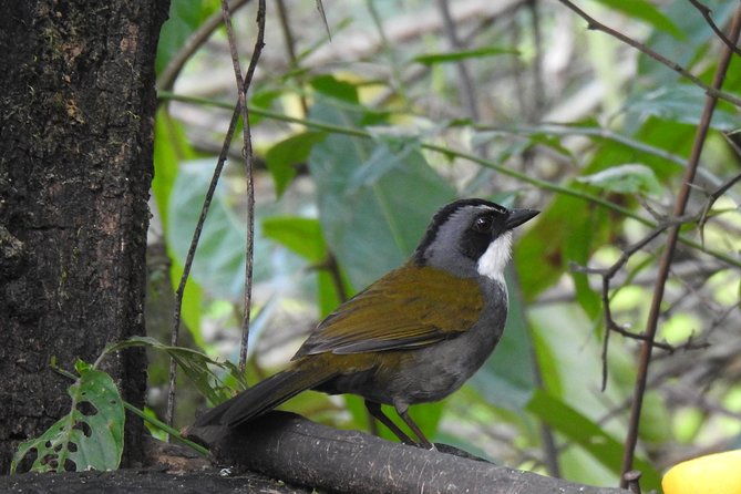 birdwatching-tour-in-giron-and-yunguilla-jocotoco-reserve-from-cuenca