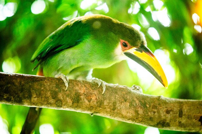 birdwatching-tours-in-el-salvador-with-a-guide