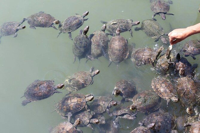 bodrum-turtle-beach-tour-with-mud-baths-king-tombs