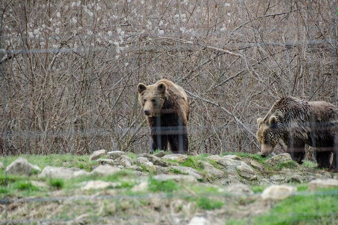 bran-castle-bear-sanctuary-and-rasnov-fortress-half-day-tour-2