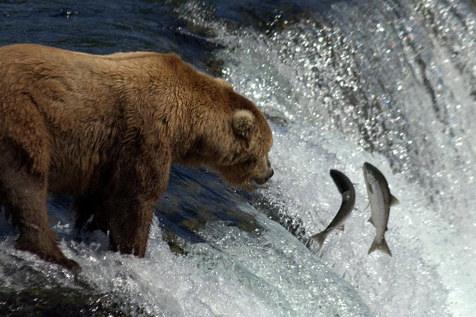 brooks-falls-katmai-bear-viewing-in-a-float-plane