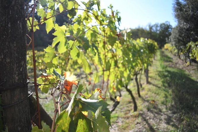 brunello-vineyards-bus-tour-2