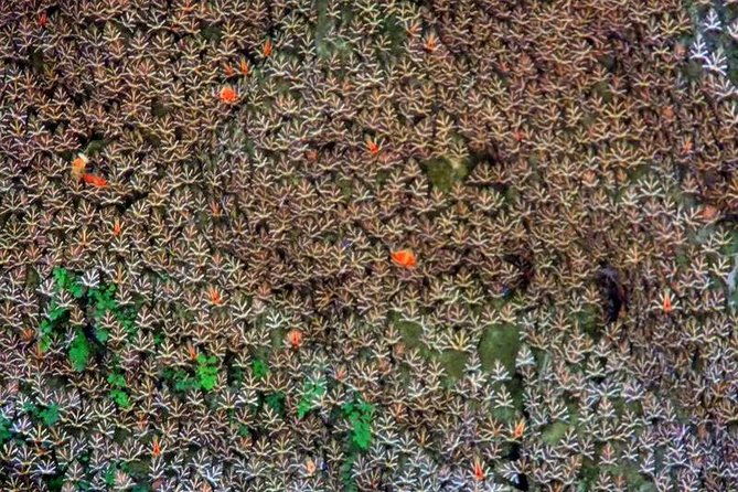 butterflies-valley-chalki-from-rhodes-2