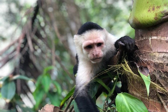 cahuita-national-park-walk-and-banana-plantation-shore-excursion-from-limon