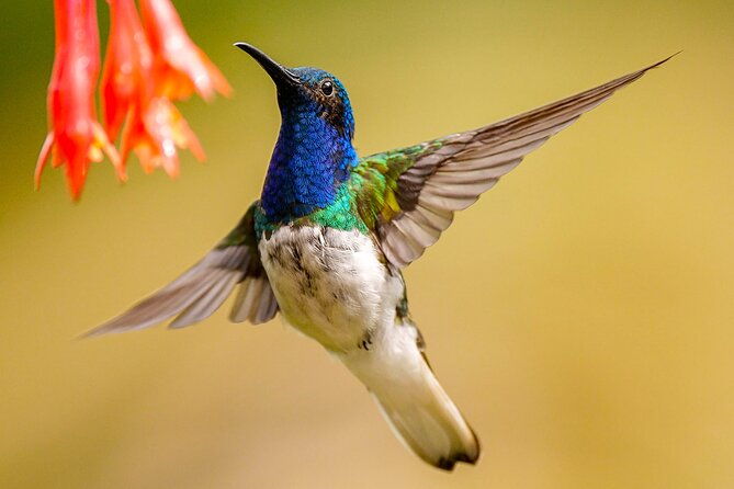 cali-birding-birds-of-the-cali-river-bird-watching