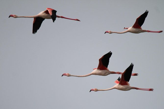 camargue-4x4-safari-day-2