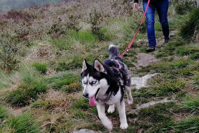 cani-rando-fun-and-original-hiking-pulled-by-huskies-2